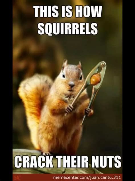 squirrel memes|squirrel memes funny pics.